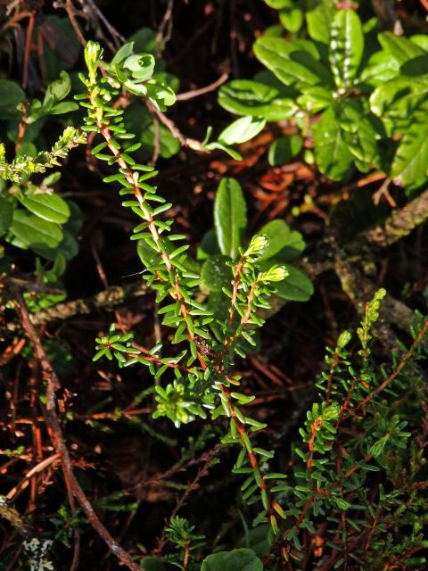 Šicha černá (Empetrum nigrum L.)