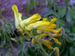 Dymnivka žlutá (Corydalis lutea (L.) DC.)