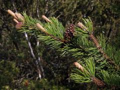 Borovice blatka (Pinus mugo nothosubsp. rotundata  (Link) Janchen & Neumayer)