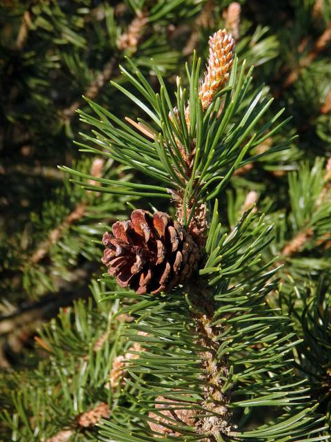 Borovice blatka (Pinus mugo nothosubsp. rotundata  (Link) Janchen & Neumayer)