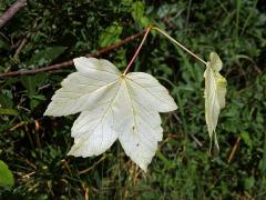Chybění chlorofylu javoru klenu (Acer pseudoplatanus L.) (2c)