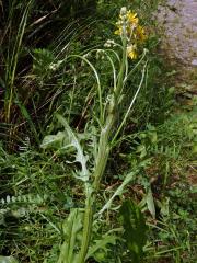Škarda dvouletá (Crepis biennis L.), fasciace stonku (1a)