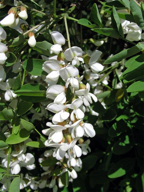 Trnovník akát (Robinia pseudoacacia L.)