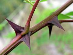 Trnovník akát (Robinia pseudoacacia L.)