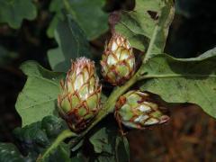 Hálky žlabatky šišticové (Andricus foecundatrix)