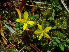Třezalka rozprostřená (Hypericum humifusum L.), čtyřčetný květ (5)