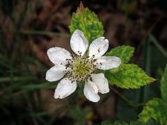 Ostružiník křovitý (Rubus fruticosus L. agg.) - osmičetný květ (2)