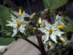 Lilek (Solanum torvum Sw.), čestičetný květ (4a)