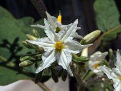 Lilek (Solanum torvum Sw.), šestičetný květ (4b)