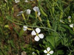 Ředkev přímořská (Raphanus maritimus Sm.) s bílými květy (1a)