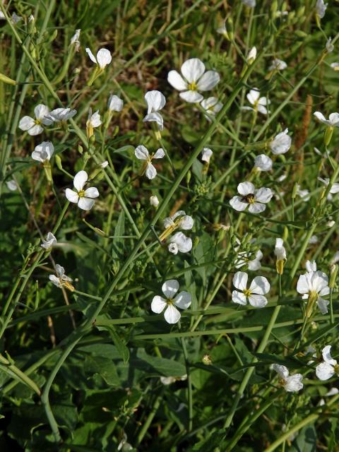 Ředkev přímořská (Raphanus maritimus Sm.) s bílými květy (1b)