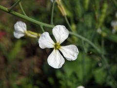 Ředkev přímořská (Raphanus maritimus Sm.) s bílými květy (1c)
