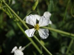 Ředkev přímořská (Raphanus maritimus Sm.) s bílými květy (1d)
