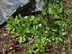 Netřesk střešní (Sempervivum tectorum L.)