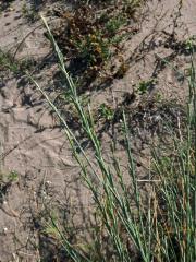 Pýrovník dunový (Elymus farctus (Viv.) Runemark ex Melderis)