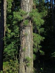 Borovice tuhá (Pinus rigida Mill.)