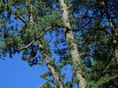 Borovice tuhá (Pinus rigida Mill.)