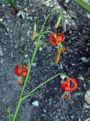 Lilie (Lilium callosum Siebold & Zucc.)