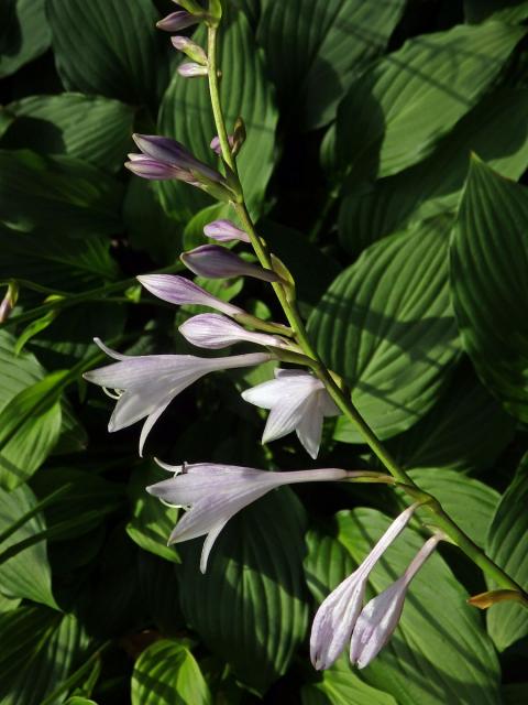 Bohyška jitrocelová (Hosta plantaginea (Lam.) Asch.)