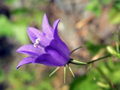 Zvonek rozkladitý (Campanula patula L.) - sedmičetný květ (1)