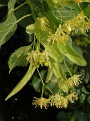 Čeleď: Lípovité (Tiliaceae Juss.)