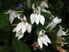 Lobelka velká (Lobelia siphilitica L.) s bílými květy