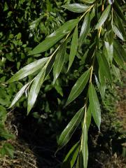 Vrba košíkářská (Salix viminalis L.)