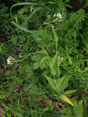 Huseník chudokvětý (Arabis pauciflora (Grimm) Garcke)