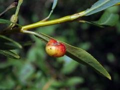 Hálky pilatky košíkářské (Pontania viminalis)
