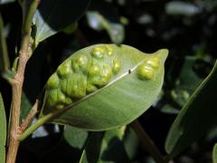 Hálky blanokřídlé Josephiella microcarpae na fíkovníku maloplodém (Ficus microcarpa L. f.)