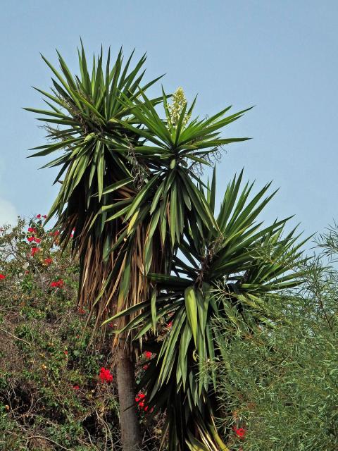 Juka (Yucca gigantea Lem.)