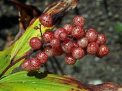 Pstroček (Maianthemum racemosum (L.) Link)