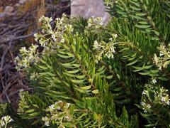 Lýkovec podzimní (Daphne gnidium L.)