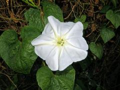 Povijnice bílá (Ipomoea alba L.)
