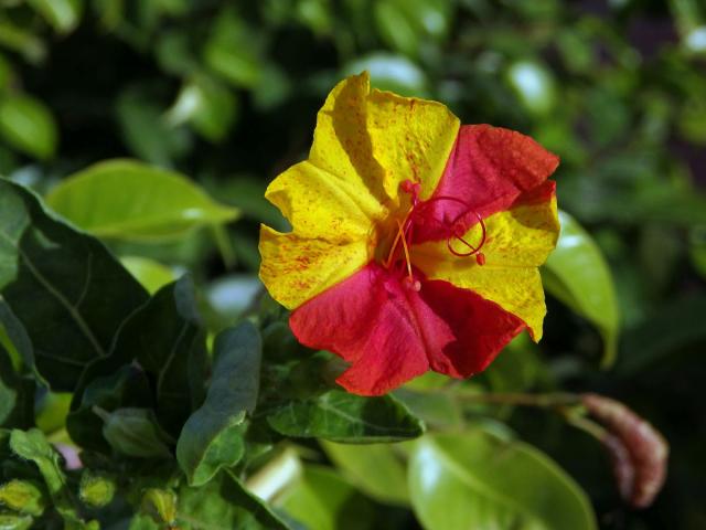 Nocenka zahradní (Mirabilis jalapa L.) s dvoubarevnými květy