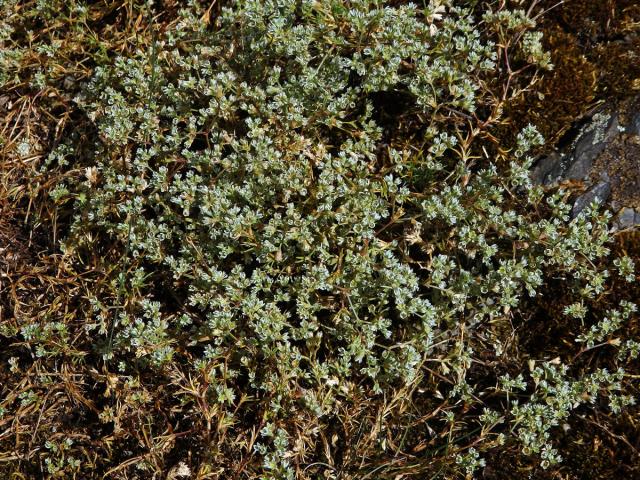 Chmerek vytrvalý (Scleranthus perennis L.)