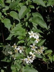 Lilek (Solanum laxum Spreng.)