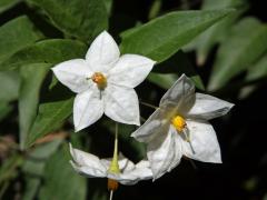 Lilek (Solanum laxum Spreng.)