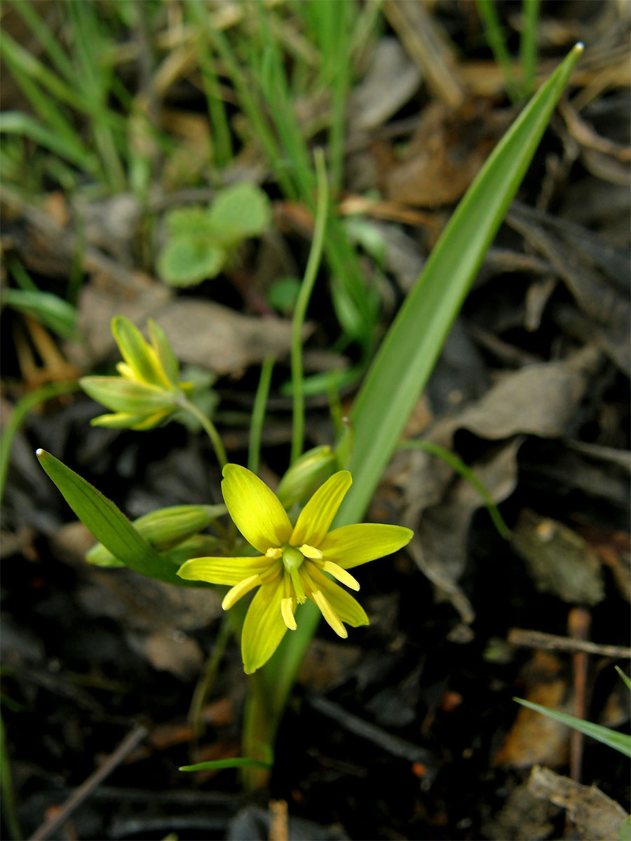 Křivatec žlutý (Gagea lutea (L.) Ker-Gawler)