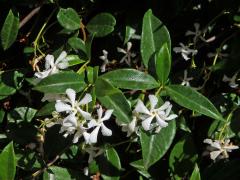 Jasmínovník (Trachelospermum Lem.) 