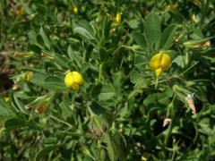 Jehlice pýřitá (Ononis pubescens L.)