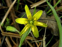 Křivatec žlutý (Gagea lutea (L.) Ker-Gawler)