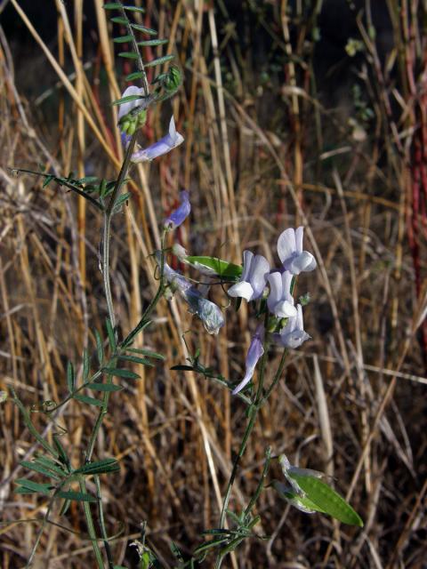 Vikev vičencovitá (Vicia onobrychioides L.)