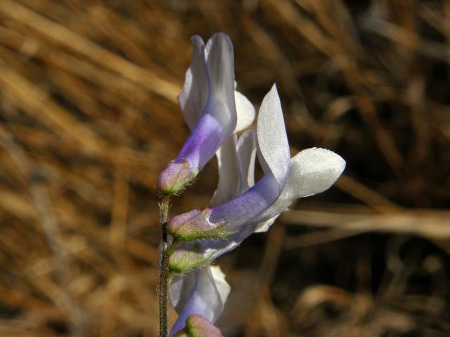 Vikev vičencovitá (Vicia onobrychioides L.)