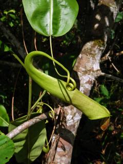 Láčkovka (Nepenthes mirabilis (Lour.) Druce)