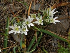 Neurčené hyacintovité (Hyacynthaceae Batsch)