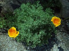 Sluncovka kalifornská (Eschscholzia californica Cham.)