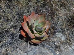 Aloe (Aloe imalotensis Reynolds) 