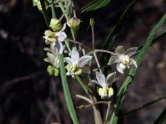 Ostnoplod (Gomphocarpus R. Br.)  