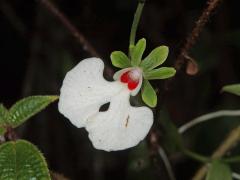 Oeonia rosea Ridl.
